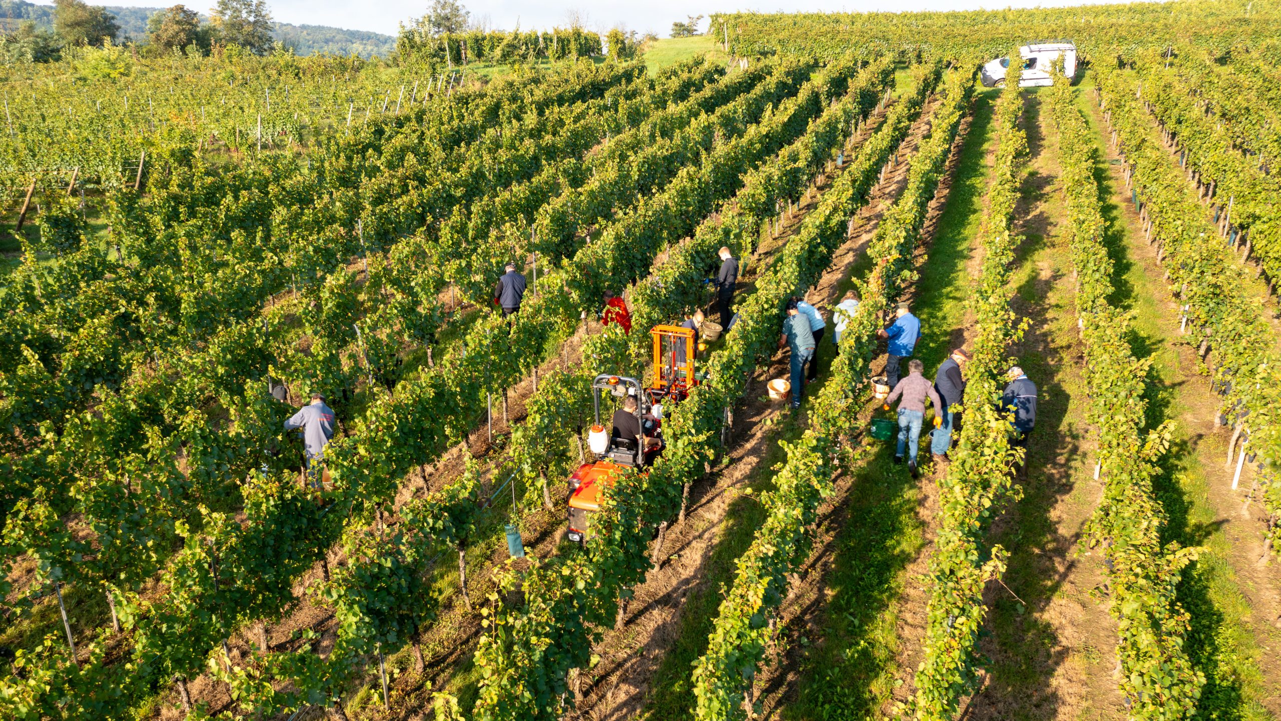 Les vendanges 2024 Au Domaine